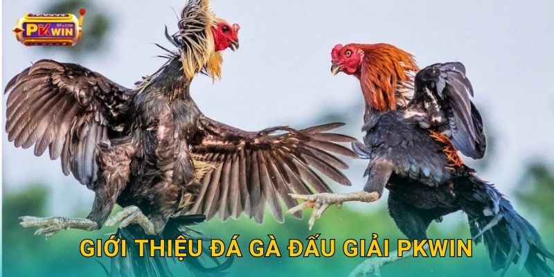 Giới thiệu đá gà đấu giải Pkwin