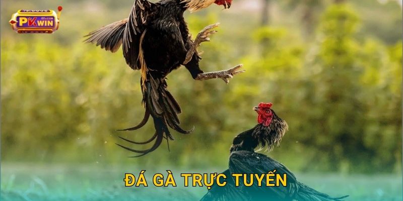 Đá gà trực tuyến: Sôi động từng phút – Cược dễ thắng tại Pkwin
