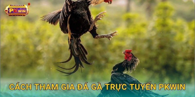 Cách tham gia đá gà trực tuyến Pkwin