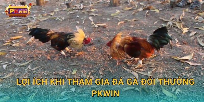 Lợi ích khi tham gia đá gà đổi thưởng Pkwin