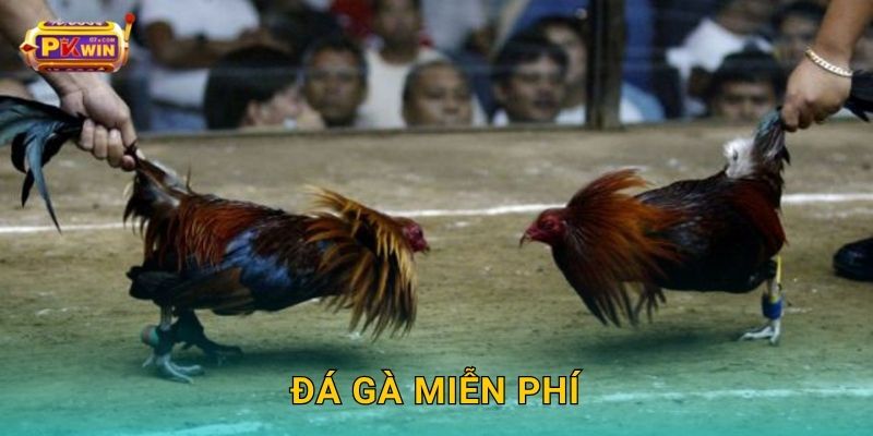 Đá gà miễn phí – Giải trí an toàn, không rủi ro tại Pkwin