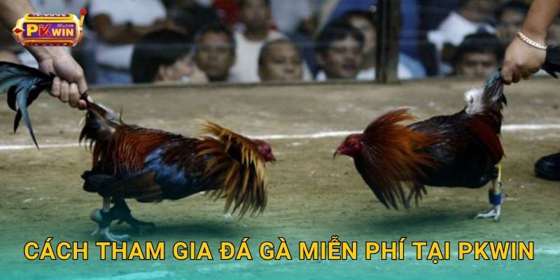 Cách tham gia đá gà miễn phí tại Pkwin