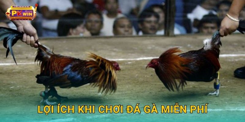 Lợi ích khi chơi đá gà miễn phí