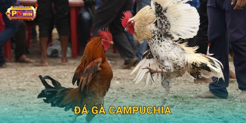 Đá gà Campuchia – Trải nghiệm đấu trường quốc tế tại Pkwin