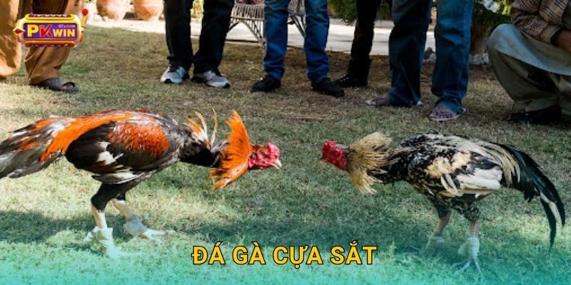 Đá gà cựa sắt – Kịch tính từng đòn đấu chuẩn xác tại Pkwin