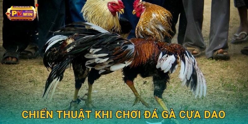 Chiến thuật khi chơi đá gà cựa dao