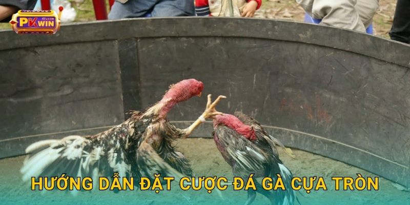 Hướng dẫn đặt cược đá gà cựa tròn