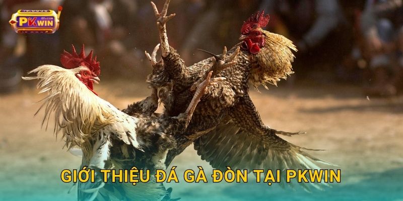 Giới thiệu đá gà đòn tại Pkwin