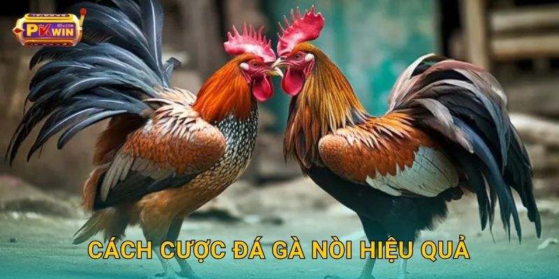 Cách cược đá gà nòi hiệu quả