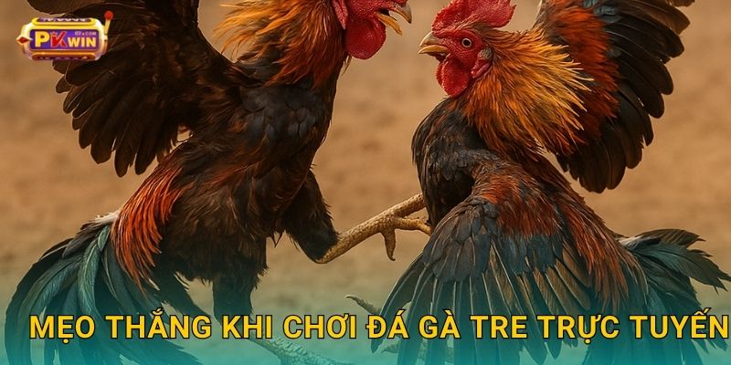 Mẹo thắng khi chơi đá gà tre trực tuyến