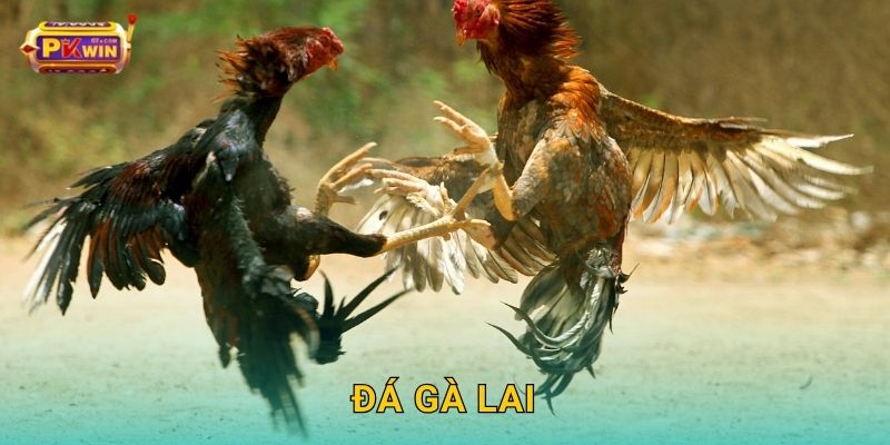 Đá gà lai – Sự kết hợp hoàn hảo giữa sức mạnh và tốc độ tại Pkwin
