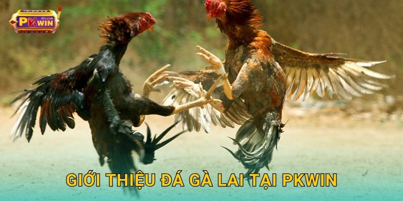 Giới thiệu đá gà lai tại Pkwin
