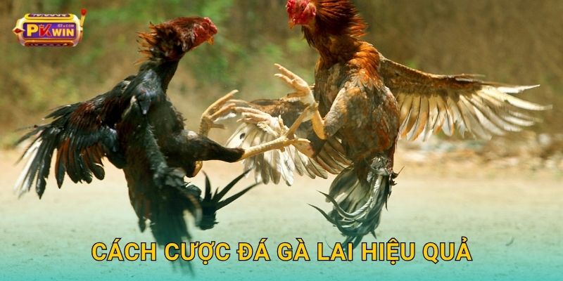 Cách cược đá gà lai hiệu quả