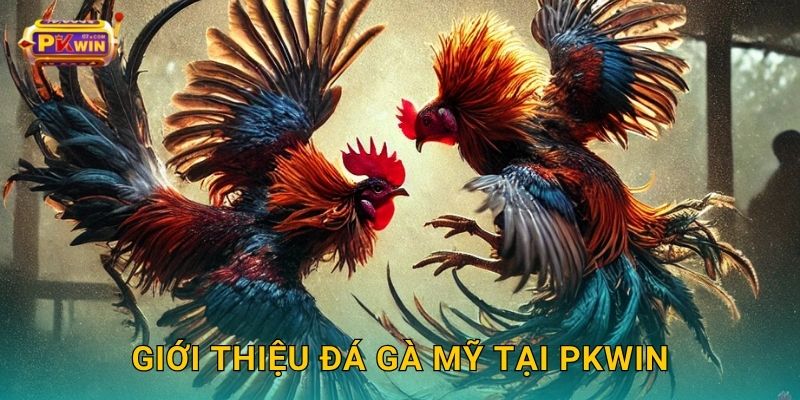 Giới thiệu đá gà Mỹ tại Pkwin