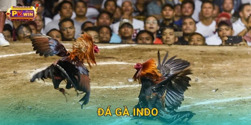 Đá gà Indo – Pha trộn chiến thuật độc đáo Đông Nam Á tại Pkwin