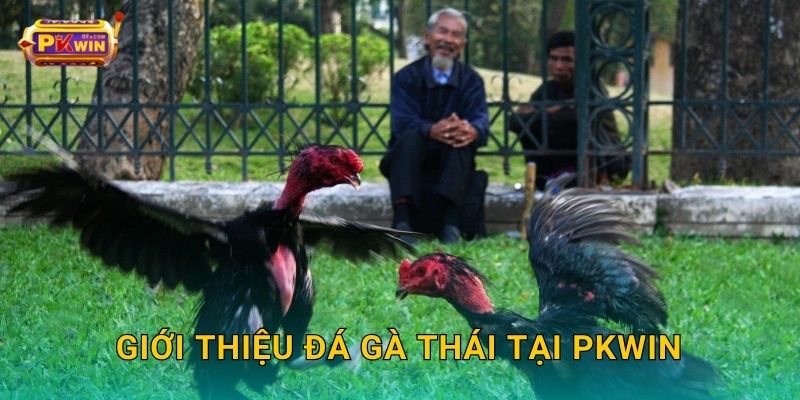 Giới thiệu đá gà Thái tại Pkwin