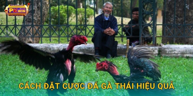 Cách đặt cược đá gà Thái hiệu quả
