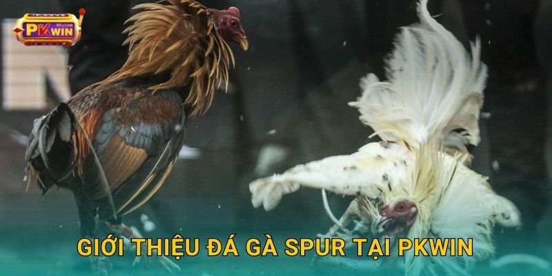 Giới thiệu đá gà Spur tại Pkwin